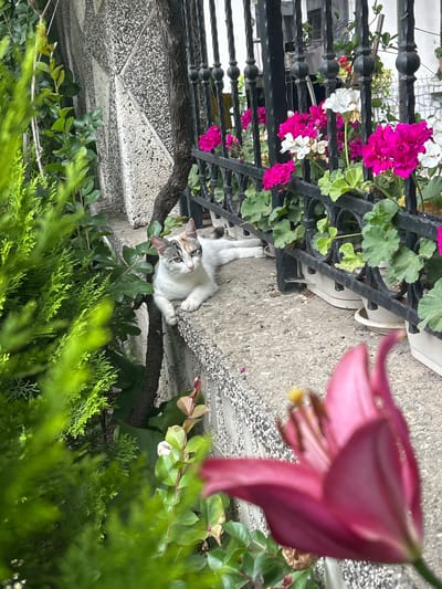 The image depicts an outdoor scene with a cat resting on a ledge. The cat, predominantly white with patches of gray and orange, is lying down with its front paws extended. Behind the cat, a black metal fence with decorative spindles encloses several potted plants with bright pink and white flowers. The fence and plants are situated on a raised concrete ledge. To the left of the cat and fence, lush green foliage, including what appears to be a coniferous plant and broad-leafed plants, fills the foreground. The background reveals a textured stone wall and glimpses of a building. The overall setting suggests a garden or courtyard environment. The image is a photograph, taken from a slightly elevated perspective, with a prominent blurry pink flower in the lower right corner.