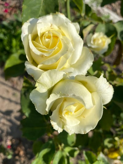 In Ventsy, Russia, two pale yellow roses are in bloom, their petals unfurling in a garden setting. One rose is slightly above and to the left of the other. The foreground is dominated by these two roses and their green leaves, bathed in the warm light of the sun. The background is softly blurred, revealing hints of brown soil, more green foliage, and distant, indistinct shapes that suggest other plants or perhaps a pathway. The overall impression is one of natural beauty and tranquility.