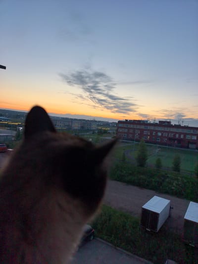 In the foreground, the blurred head and ear of a brown cat are visible, looking out towards a city landscape at dusk. In the middle ground, a large, brick building with multiple windows is prominent, with a green field and trees in front of it. Several construction cranes are visible in the background, suggesting ongoing development. Two white trailers are parked on a paved area to the right of the frame. The sky is a gradient of pale blue to orange, indicating the sunset. The overall environment appears to be a residential or industrial area in Froli, Russia.