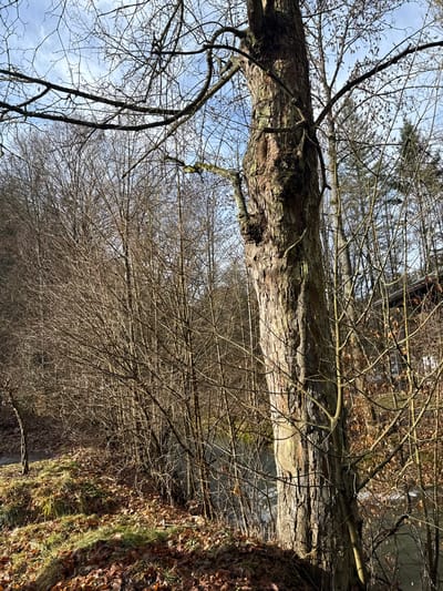 The image displays a wooded riparian area in Vavřinec, Czechia, characterized by deciduous flora in a leafless state, consistent with late autumn or winter. A large, vertically oriented tree with rough, fissured bark and bare branches occupies the right foreground. To its left and extending into the midground, a dense concentration of smaller, leafless trees and shrubs forms a natural barrier. A body of water, identified as a stream or small river, is partially visible between the trees in the mid-distance. The ground surface in the foreground consists of a thick layer of dry, brown fallen leaves interspersed with patches of desiccated green-brown grass, forming a gentle slope. An unpaved path or track is present along the far left edge of the frame. The sky is visible through the bare canopy, exhibiting a light blue color with diffuse cloud formations. No human subjects or animals are present. Minimal, indistinct structural elements are faintly visible through the background foliage on the far right.