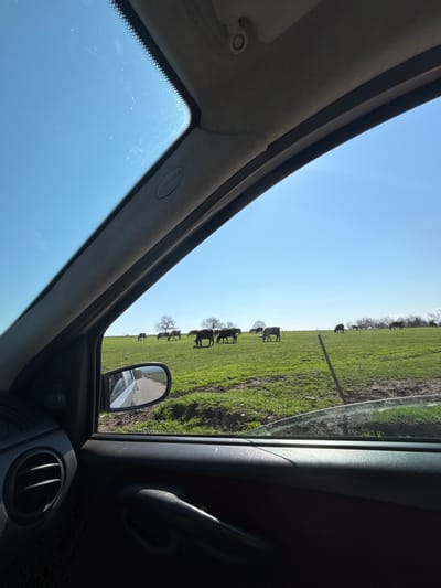 The image shows a view from inside a car in a rural environment. Through the car windows, a green field is visible with cattle grazing. A fence runs along the edge of the field. The sky is clear and blue. The interior of the car, including the rearview mirror, door panel, and part of the windshield, is also visible. There is no information available to confirm the location in Makariopolsko, Bulgaria.