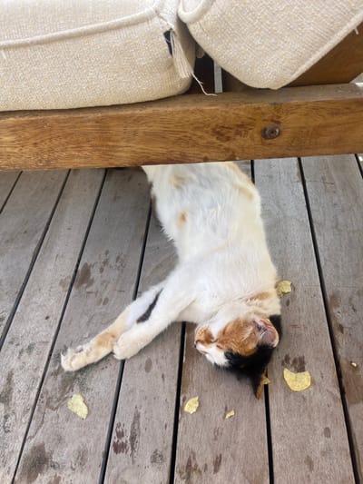The scene is located in Agios Tychonos, Cyprus. A calico cat, predominantly white with distinct patches of orange/brown and black fur, lies supine on a wooden plank deck. Its eyes are closed, and its head is positioned towards the lower right of the image frame. One front paw is crossed over the other. Directly above the cat, the lower section of a wooden furniture frame is visible, supporting a light beige, textured fabric cushion. A metal bolt is embedded in the wooden frame. Scattered on the weathered wooden planks of the deck are several irregular, light yellow fragments consistent with discarded potato chips. The deck planks exhibit dark stains and wear marks.