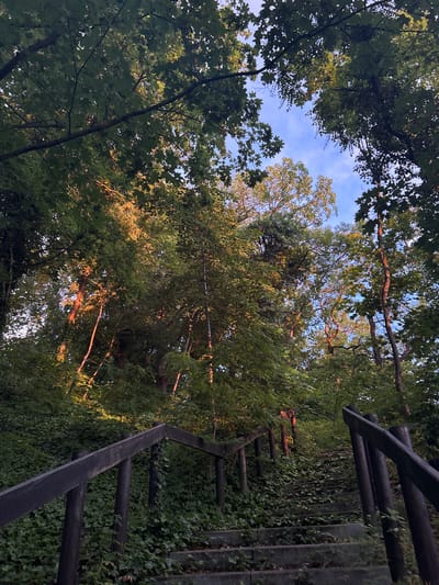 The image depicts a set of concrete stairs leading uphill, flanked by a weathered wooden railing. The stairs and railing are partially obscured by lush green ivy and other vegetation, suggesting a natural, possibly overgrown setting. Sunlight filters through a dense canopy of trees, casting warm, golden light on the leaves and illuminating parts of the scene. The sky visible between the branches is a clear blue. The overall impression is one of a secluded pathway within a wooded area, potentially in or near the city of Gryfino, Poland, given the prompt's contextual information. There are no people or animals visible in the frame.