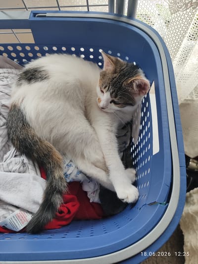 This media file shows a close-up, overhead shot of a calico kitten sleeping in a blue laundry basket filled with clothes. The kitten is curled up and appears comfortable among the fabrics. The basket is made of blue plastic with a white rim and has a textured, perforated design. There are various items of clothing visible within the basket, including a red garment and some white and grey striped fabric. To the right of the basket, a white lacy curtain is visible, suggesting an indoor setting near a window. The lighting appears natural, indicating it might be daytime. A timestamp in the bottom right corner reads "18.06.2026 12:25", though this is likely a date from a digital device and not indicative of the actual time the photo was taken. Some text is visible on a clothing tag within the basket, including "KEEP AWAY FROM FIRE" and product codes. The kitten's relaxed posture and closed eyes suggest it is peacefully asleep. The overall scene evokes a sense of domestic comfort and a quiet moment of rest for the young feline.