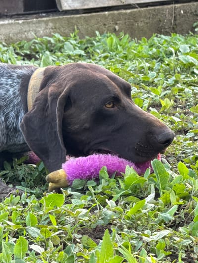 This vertically oriented image captures a close-up of a German Shorthaired Pointer or a similar breed dog, set against a vibrant green natural backdrop in Strazhitsa, Bulgaria.

The dog's head and neck are the central focus, with its dark brown fur contrasting against the lush foliage. Its right eye, a striking amber hue, is visible and appears focused on the purple, fluffy toy it gently holds in its mouth. The toy has a yellow or tan tip and is partially nestled within the surrounding greenery. A light-colored collar is visible around the dog's neck, and below it, the fur displays a distinctive mottled or ticked pattern of brown and white/gray. Its long, floppy ears are dark brown, matching its head.

The setting is outdoors, likely a garden or a natural area, filled with dense green plants of varying shades and leaf textures. Some leaves are bright green, while others have a slightly silvery or muted green appearance. To the left of the dog, a concrete or stone structure runs vertically, accompanied by what appears to be a wooden post or fence, indicating a boundary or pathway.

The scene takes place during the daytime under natural light, suggesting mild weather. The dog's expression and interaction with its toy convey a sense of playfulness and engagement. No visible text is present in the image.