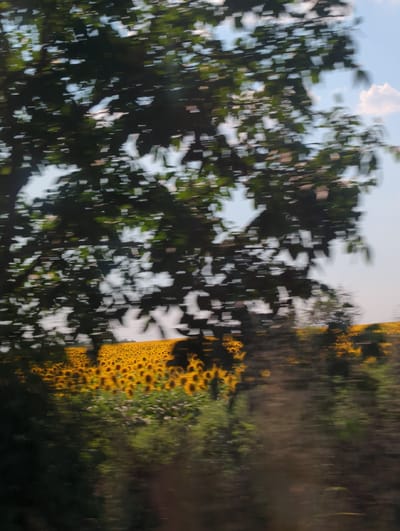 This is a photograph taken from a moving vehicle, as evidenced by the motion blur throughout the image. In the foreground, the dark, out-of-focus foliage of a large tree dominates the left side of the frame. Beyond this tree, a vast field of sunflowers stretches across the middle ground, their yellow petals a vibrant blur of color against the lighter background. A row of green bushes and smaller plants is visible in front of the sunflower field. The sky is a pale blue with some soft white clouds. The motion blur suggests the photograph was taken while traveling along a road or through the countryside near Borovan, Bulgaria, likely during daytime hours.