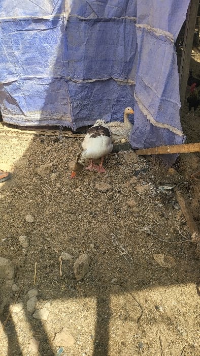 In Gwammaja, Nigeria, an outdoor scene is depicted under bright sunlight, casting distinct shadows on light brown, sandy-gravelly ground. A white domestic goose with brown markings on its back and head is centrally positioned, lowering its orange beak to the ground, appearing to forage. Its webbed feet are pinkish-red. Behind it, partially obscured, a lighter-colored goose with an orange beak rests near a crumpled, dirty blue tarp that forms a vertical background element. A possible white egg-like object is visible near the second goose. To the far right, a black chicken with a red comb is partially visible behind the blue tarp and a horizontal wooden plank. A dark mesh structure is present below the wooden plank.