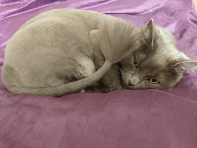 A medium shot captures a gray cat curled up on a rumpled purple fabric. The cat is facing right, with its head resting on its paws. Its eyes are partially closed, and its tail is wrapped around its body. The fabric appears to be a blanket or comforter, with soft folds and wrinkles. The lighting is dim, casting subtle shadows on the cat and fabric. The image seems to be taken indoors, in a domestic setting. There is no information to suggest this image is located in Mozhga, Russia.