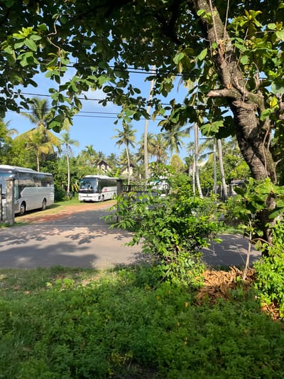 The image depicts an outdoor scene on a sunny day in Kalutara, Sri Lanka. Two white tour buses are parked on an asphalt road lined with lush green vegetation and palm trees. The bus on the left is a silver coach, while the bus on the right is a modern white bus with tinted windows and a visible license plate. In the background, several buildings with light-colored roofs are visible amongst the dense foliage. A large tree with textured bark and green leaves dominates the right side of the frame, casting shadows on the road. The foreground is filled with vibrant green bushes and grass, and a pile of dry brown leaves is visible to the right of the bushes. The sky is a clear blue with a few wispy clouds. There are no people visible in the image.