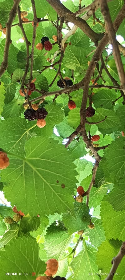 The image shows a close-up view of mulberries growing on a tree. The mulberries are in various stages of ripeness, with some being light orange, others red, and some deep purple or black. They are clustered on branches among large, green, serrated leaves. The branches are brown and woody. The lighting suggests an outdoor, daytime setting, possibly under dappled sunlight filtering through the leaves. The bottom corners of the image contain text overlays: "REDMI 10 5G | 700" on the left and "20.06.2026 10:51" on the right. The scene is natural and appears to be in a garden or orchard. There are no people or animals visible in the image.