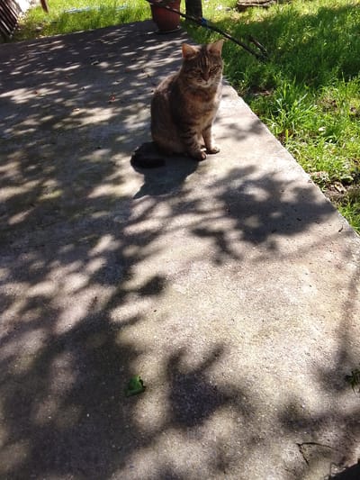 The image depicts a tabby cat sitting on a concrete surface. The location appears to be outdoors, with grass visible in the background. The concrete surface is partially covered in shadows, likely cast by trees. A single green leaf is visible on the concrete surface near the bottom of the frame. The specific location in Assinovskaya, Russia, cannot be determined from the image alone.
