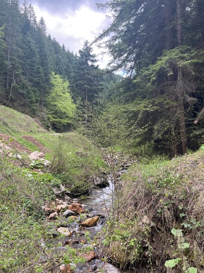 The image depicts a forest scene with a small stream running through it. The forest is dense with tall trees, and the ground is covered in vegetation, including grass, shrubs, and wildflowers. The stream flows over rocks and pebbles, creating a gentle sound. The image is taken in the city of Drianovo, Bulgaria. There are no people visible in the image.