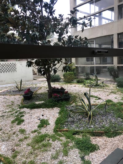 The image presents an overhead view into an outdoor courtyard or garden, seen from what appears to be a window or balcony, with a dark vertical frame element on the left side.
In the immediate foreground, a large tree with dense, dark green leaves, possibly a magnolia, occupies the left side of the frame. The courtyard itself features a landscape primarily covered with light-colored gravel or pebbles, interspersed with irregular patches of vibrant green ground cover and small plants.
Prominently featured in the midground are two large, distinctive agave-like plants, characterized by their long, variegated green and yellow leaves that have a somewhat curled or wavy appearance. Several dark planters containing clusters of reddish-purple flowers, possibly petunias, are positioned on the gravel. One planter is near the base of a smaller tree, also with dark green leaves, located further back in the courtyard. A white wall with a dark wooden trellis pattern is visible towards the lower left of the courtyard.
The background reveals a multi-story building with a modern aesthetic, featuring large glass windows and concrete structural elements. Various other bushes and greenery dot the perimeter of the garden, creating a layered landscape.
The scene takes place during the daytime, under what appears to be an overcast or cloudy sky, indicated by the soft, diffused lighting and the absence of harsh shadows. There are no people visible, and no specific activity is depicted. No text is visible in the image. The style of architecture and the presence of agave plants are consistent with a Mediterranean setting, aligning with the Agia Paraskevi, Greece location context.