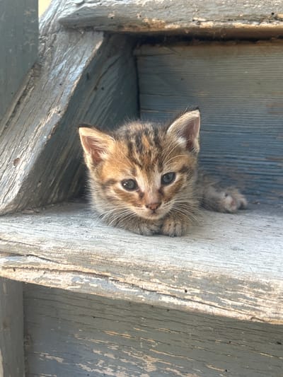 A tabby kitten is lying on a weathered wooden step. The kitten's fur is a mix of brown and black stripes, with white whiskers. Its eyes are open and looking forward. The wooden step is gray and appears to be part of an outdoor staircase. The background is also made of weathered wood, with a blueish tint. The lighting suggests it is daytime, with sunlight casting shadows on the wood. The scene is a close-up, focusing on the kitten and its immediate surroundings. There is no indication of the specific location within Salmanovo, Bulgaria.