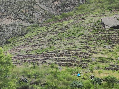A steep hillside is terraced with stone walls, creating horizontal planting areas. Green vegetation covers the slopes and rock walls. A large boulder sits near the top right. In the foreground, more vegetation obscures the lower terraces. At the bottom, two figures wearing blue and white are visible among the plants. The top of the hill leads into a rocky cliff.