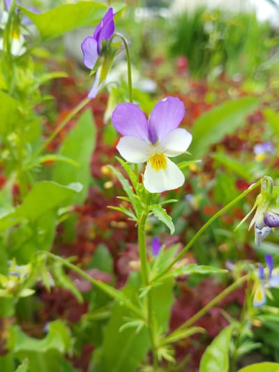 This is a close-up, eye-level, vertical shot of a few small, colorful flowers in a garden setting. The primary subject is a single viola flower in the center, with three petals of light purple and three white petals, accented with a yellow center and dark purple lines. Behind it, other violets, some in bloom and some buds, are visible, with varying shades of purple and yellow. The background is a blur of green foliage and reddish-brown ground cover, suggesting a natural, outdoor environment. There is no text visible in the image. The lighting suggests it is daytime, possibly late morning or afternoon, with soft, natural light illuminating the flowers. The scene evokes a sense of tranquility and the beauty of nature. The location context provided is Mozhga, Russia, which implies a temperate climate suitable for these flowers.