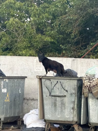 A black dog with visible teats stands on top of a dumpster in Obukhivka, Ukraine. The dumpster is metal and has graffiti on its side. Behind the dumpster is a low concrete wall, and beyond that, a dense green canopy of trees. Several other dumpsters are visible, some containing trash bags and fabric. The ground appears to be dirt or gravel.