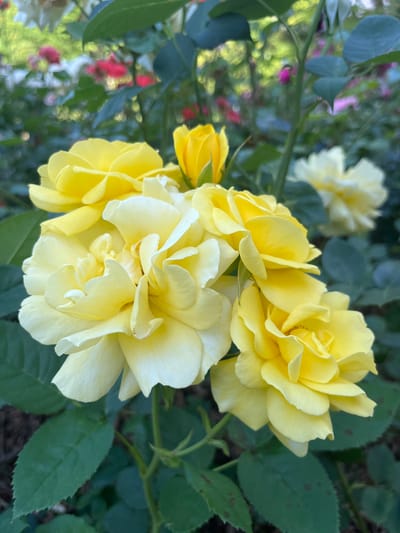 A close-up, eye-level, vertical shot shows a cluster of yellow roses and a single yellow rose bud. The roses have multiple layers of petals with slightly ruffled edges. The background is a blur of green leaves and colorful flowers, including hints of red and pink. The scene appears to be in a garden. No people or animals are visible. The image was taken in Geneva, Switzerland.