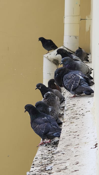 A group of pigeons are perched on a ledge attached to a building. The ledge appears to be concrete and is heavily soiled with bird droppings. There are at least ten pigeons visible, all with dark gray and black plumage. The building is painted a light yellow color. The scene is located in Smolensk, Russia, based on the image's associated data.