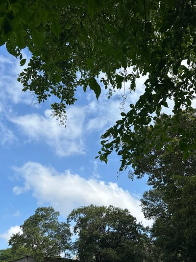 The image depicts a view looking upwards through dense green foliage towards a bright blue sky filled with scattered white clouds. The leaves of trees in the foreground are dark green and appear lush, some obscuring large portions of the sky. The lower portion of the image reveals the tops of more trees, some appearing darker and denser than others, with hints of a wall or structure at the very bottom left. The overall impression is that of being under a canopy of trees on a clear, possibly breezy day. The scene suggests an outdoor environment, likely a park, garden, or a tree-lined street within the city of Colombo, Sri Lanka.