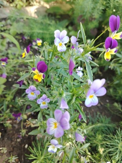 A close-up, eye-level shot captures a patch of colorful pansies blooming in the soil. The flowers display a variety of colors, including purple, yellow, and white, with some featuring a combination of these hues. The petals are delicate, and some appear to be unfurling, while others are fully open. The background is a blur of green foliage and brown soil, indicating an outdoor setting. The lighting suggests it is daytime. The location is identified as Razdolnoe, Russia. No people or specific actions are visible in the frame.