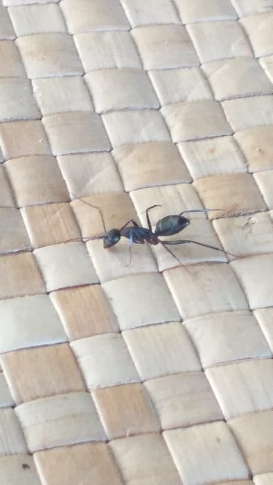 A single, dark-bodied ant is observed on a light-colored, diagonally woven surface in Serdang, Indonesia. The ant, estimated at 1.5 cm in length, displays a black or very dark brown exoskeleton, with visible head, thorax, and gaster segments. Six slender legs are extended, and two antennae project forward from the head, which is oriented towards the upper-left portion of the frame. The textured surface beneath the ant consists of interlocked, flattened natural fibers, forming a grid of square or rectangular elements approximately 1.5 cm per side, exhibiting variations in beige and light brown tones. No other animate subjects are present, and no discernible interaction with the environment beyond the ant's presence on the woven material is noted.