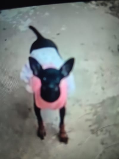 A small black and brown dog stands facing the camera. It wears a pink and white tutu. The dog has pointy ears, a black head, and brown paws. Its tail is short and curves upwards. The dog stands on a speckled gray surface. The image is somewhat blurry.
