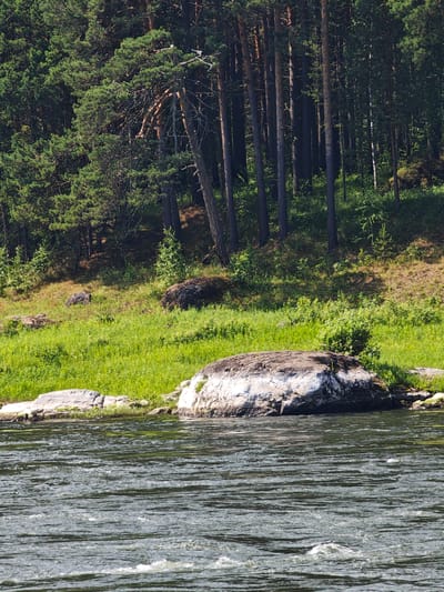 The image depicts a natural landscape along the river in Porog, Russia. In the foreground, the dark, rippling water of a river occupies the lower half of the frame, with whitecaps indicating movement. Along the riverbank, several large, grey and white rocks are visible, with one prominent boulder dominating the mid-ground. Behind the rocks, a lush green grassy slope rises, dotted with smaller rocks and vegetation. Further up the slope, a dense forest of tall pine trees with dark trunks and green foliage creates a dark backdrop against a bright sky. The overall scene conveys a sense of wilderness and tranquility.