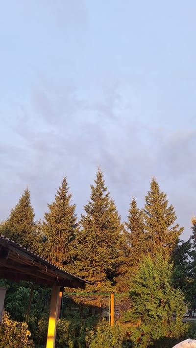 In Oktyabrsky, Russia, a low-angle shot captures a line of mature evergreen trees against a softly clouded pale blue sky. The trees are illuminated by the warm, golden light of what appears to be late afternoon or early morning sun, casting long shadows and highlighting the texture of their needles. In the foreground, the corner of a rustic wooden structure, possibly a shed or lean-to, is visible on the left, its roof extending into the frame. The structure features visible wooden beams and a corrugated metal roof. Beneath the structure and extending across the mid-ground is dense green foliage and shrubbery, with a wire mesh fence partially obscuring the vegetation behind it. The fence posts appear to be metal and wood. The overall scene depicts a natural, somewhat unkempt outdoor setting, characteristic of a suburban or rural area.