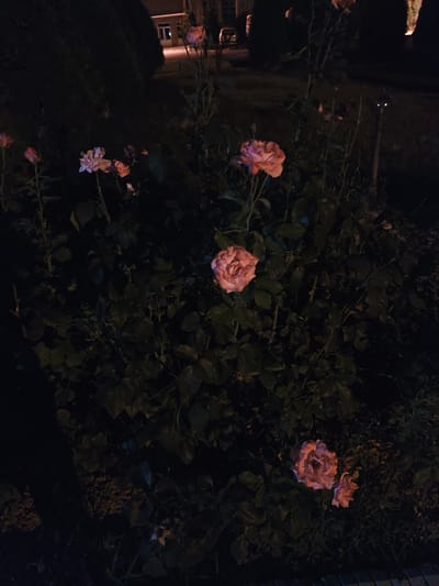 In Panjakent, Tajikistan, at night, a close-up view showcases a cluster of pink roses in bloom amidst dark green foliage. The lighting appears artificial, casting a dim glow on the delicate petals. In the background, a building with illuminated windows and a dark street are visible, suggesting an urban or suburban setting. The overall scene is serene and captures the natural beauty of the roses under the night sky.