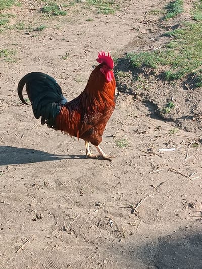 A reddish-brown rooster with a vibrant red comb stands prominently in a dirt field. Its tail feathers are dark, almost black. The ground is uneven and scattered with small patches of grass along the top right. Sunlight illuminates the scene, casting a distinct shadow of the rooster on the dirt. A path or worn area appears at the top right, marked by sparse green vegetation.