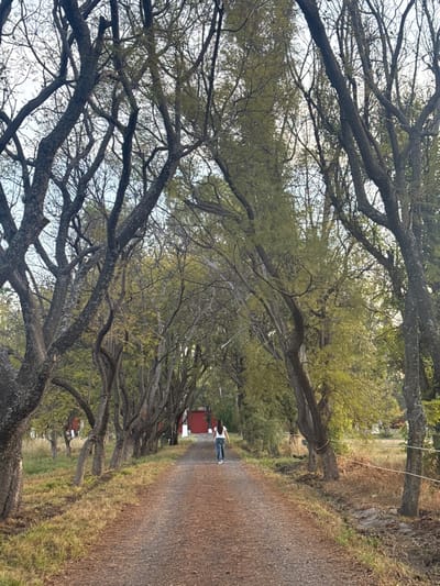 A dirt path stretches into the distance, lined with trees that arch overhead. Their gnarled branches create a canopy, partially obscuring the sky. A solitary figure walks along the path, their back to the viewer. Grass and foliage grow along the sides of the path. Several small, red-roofed structures are visible in the background, tucked among the trees. A wire is strung between the trees on the right-hand side.