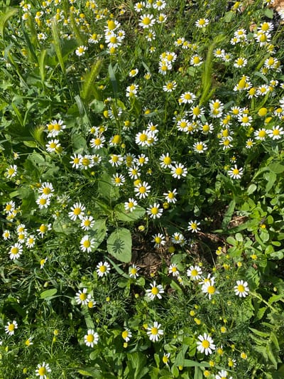 The image shows a close-up, overhead view of a field of chamomile flowers in bloom, interspersed with green grass and other foliage. The flowers are small with white petals and yellow centers. The lighting suggests it is a sunny day, casting shadows on some of the leaves. There are no people or man-made objects visible in the frame. The scene is a natural, outdoor environment.