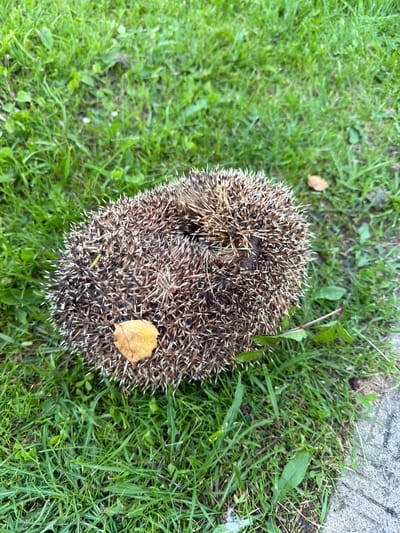 A hedgehog is curled up in a ball on a patch of grass. The hedgehog's spines are visible, and a small yellow leaf is resting on its back. The grass is green and appears to be well-maintained. A small section of a paved walkway is visible in the lower right corner of the image. The lighting suggests it is daytime. The image is taken from a high angle looking down at the hedgehog. The scene is peaceful and natural, with no signs of human activity or disturbance other than the paved walkway. The location is identified as the city of Primernoye, Russia.