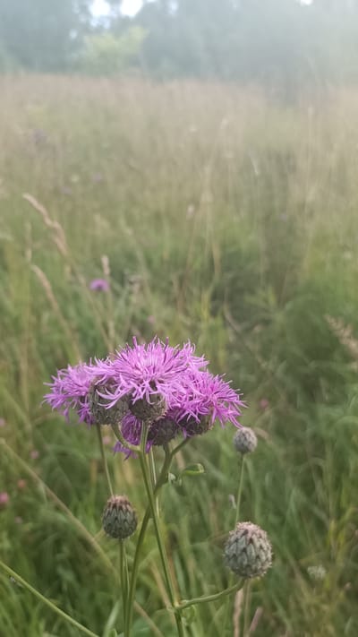 A close-up, eye-level shot features a cluster of vibrant purple thistle-like flowers in the foreground. The flowers are in focus, showcasing their delicate, spiky petals and bulbous, unopened buds. The background is a soft-focus expanse of tall, dry grass and some green foliage, suggesting a meadow or field. In the far distance, a blurred line of trees is visible against a hazy sky, indicating a misty or foggy atmosphere. The scene is outdoors, in a natural environment, likely a rural or undeveloped area. The image does not contain any people or evidence of human activity, aside from the possibility of the location being part of Gzhel'-1 Kp, Russia, which is a settlement and not a specific geographical feature shown.