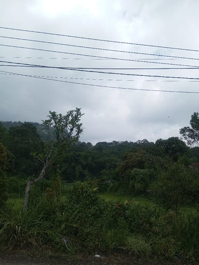 The image displays an outdoor scene in Cibodas, Indonesia, characterized by dense vegetation under an overcast sky. The upper third of the frame consists of a uniform light gray, cloudy sky. Six distinct, dark horizontal utility lines traverse the sky from left to right. The lower two-thirds of the image are dominated by various shades of green foliage. In the mid-ground, slightly to the left of center, stands a slender tree with a gnarled, light-colored trunk and sparse green leaves. The immediate foreground is densely covered with wild green grass and bushy, low-lying plants. Beyond this foreground vegetation, a flatter area of lighter green grass is visible, leading to a background composed of thick, dark green forested hills or mountains extending across the horizon. No human or animal subjects are present, and no specific actions or interactions are depicted. The environment indicates a natural or semi-natural, potentially rural, landscape.