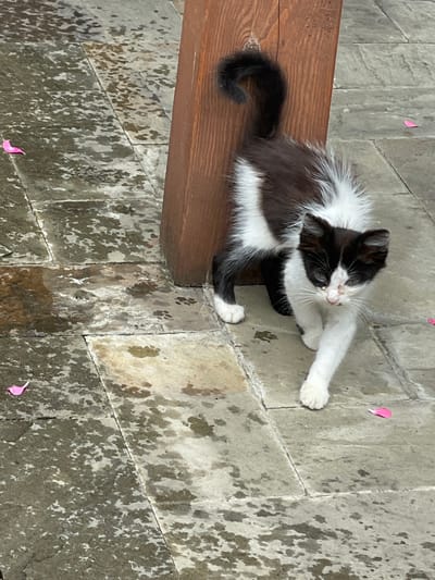 A black and white kitten walks across a wet, stone-tiled ground. The kitten has black fur on its back, tail, and ears, with white fur on its chest, belly, and paws. Its tail is curled upwards. The kitten's face is mostly white with black markings around its eyes and nose. The ground is made of large, rectangular stone tiles that are wet, with some areas appearing darker than others, suggesting the presence of water or moisture. There are a few small, pink flower petals scattered on the ground. A vertical, brown wooden post is visible on the right side of the image, partially obscured by the kitten. The environment appears to be outdoors, possibly a courtyard or pathway. The location is identified as Abaata, Abkhazia.