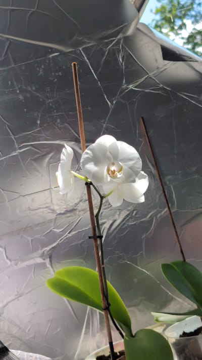 A close-up, vertical shot captures two white orchid blooms on a thin, brown stem. The flowers are in focus, with the larger bloom on the right showing intricate detail in its petals and center. A thinner orchid bloom is positioned to the left, slightly out of focus. The stem is supported by a thin, wooden stake. Green orchid leaves are visible at the bottom of the frame. The background is a crinkled, reflective material, possibly foil, which distorts the light. Above the foil, a blurred glimpse of green foliage and blue sky suggests an outdoor setting, possibly a balcony or garden, in Kozare, Bulgaria.