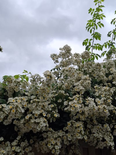 A close-up, low-angle shot shows a dense profusion of small white flowers with yellow centers, interspersed with dark green leaves and thorny branches. The flowers are heavily clustered, creating a soft, textured mass that dominates the lower and central portions of the frame. Above the flowering branches, a pale grey, overcast sky with diffuse clouds fills the upper portion of the image. A few brighter green leaves and branches extend from the upper right edge of the frame, reaching towards the sky. The scene is set against a dark, out-of-focus background that suggests the presence of a fence or wall at the very bottom edge. The overall impression is of an overgrown flowering plant, possibly a climbing rose, on a cloudy day. No people or specific landmarks are visible. The location is Middleton Tyas, United Kingdom.