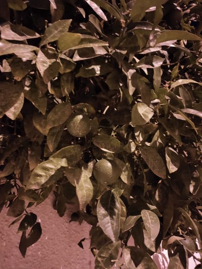The image shows a close-up view of a citrus tree with dark green leaves and a few small, unripe fruits. The lighting is dim, suggesting it was taken at night or in low light conditions, and there is a wall visible in the background. The leaves appear slightly wet, possibly from dew or rain. The overall color palette is muted, with shades of green and brown dominating the scene, and a pinkish hue from the wall.