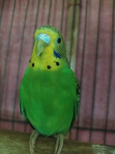 A vibrant green budgerigar, a small parrot, is perched sideways on a wooden dowel. Its body is predominantly a bright green, while its head and neck are a striking yellow, adorned with delicate black stripes and small black spots. Blue feathers are visible on its forehead and cheeks, and its beak is a pale, almost translucent blue-green. The budgerigar's eye is a dark, piercing black. Its feet, with their delicate claws, grip the rough texture of the wooden dowel. The background consists of horizontal reddish-brown bars, possibly indicating the interior of a cage or enclosure. The lighting appears to be indoor, casting soft shadows. The image captures a close-up, intimate view of the bird. No text is visible.