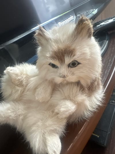 This is a close-up, high-angle photograph of a stuffed cat lying on a dark, glossy surface, possibly a table or floor. The cat is fluffy with white and light brown fur, and its eyes are open, with one eye looking directly at the camera and the other slightly off to the side. The cat's paws are positioned as if it is lying on its back. In the background, there is a wooden surface and a black electronic device with visible text. The text "Panasonic" is clearly legible on the black device, and partially visible on a silver surface in the bottom left quadrant. The lighting suggests it is daytime, with the bright light creating reflections on the glossy surface. The overall mood of the image is calm and still, as the subject is a inanimate object. There are no people visible in the image. The location context provided is Пярэжырскі сельскі Савет, Belarus, but there are no specific visual cues within the image to confirm this location.