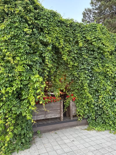 The image depicts an exterior scene with lush green ivy covering a building or structure. The ivy is dense and abundant, with some lighter green and yellowing leaves interspersed among the darker green foliage. There are hints of red flowers blooming amongst the ivy on the right side of the frame.
Adjacent to the ivy-covered structure is a wooden deck or staircase, made of dark wooden planks. The deck appears to be an outdoor seating area or entrance. To the right of the deck, a gray tiled pathway is visible, suggesting a public space or pedestrian area.
A pine tree with dark needles is visible in the upper left corner of the image, overlapping with the ivy and the sky. The sky is a pale, overcast gray, indicating a potentially cloudy day. The lighting suggests it is daytime, possibly morning or afternoon, with diffused light.
The overall scene evokes a sense of natural beauty and tranquility, with the vibrant greenery creating a striking contrast with the wooden elements and the tiled path. There are no visible people or text in the image. The location context provided places this scene in Abrau-Dyurso, Russia.
