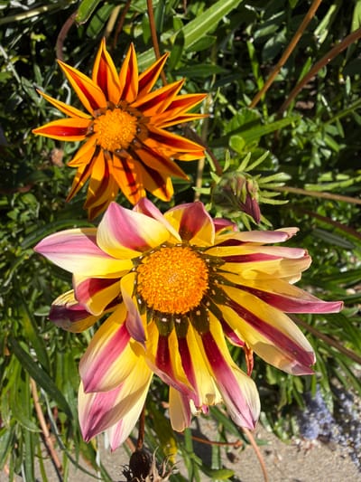 Two vibrant gazania flowers fill the frame, set against a backdrop of green foliage. The flower on the left displays sharp, pointed petals in hues of orange and red stripes. The flower on the right shows yellow petals with streaks of red and hints of pink at the tips. A small bud sits to the left of the right flower. The centers of both flowers are bright yellow and textured.