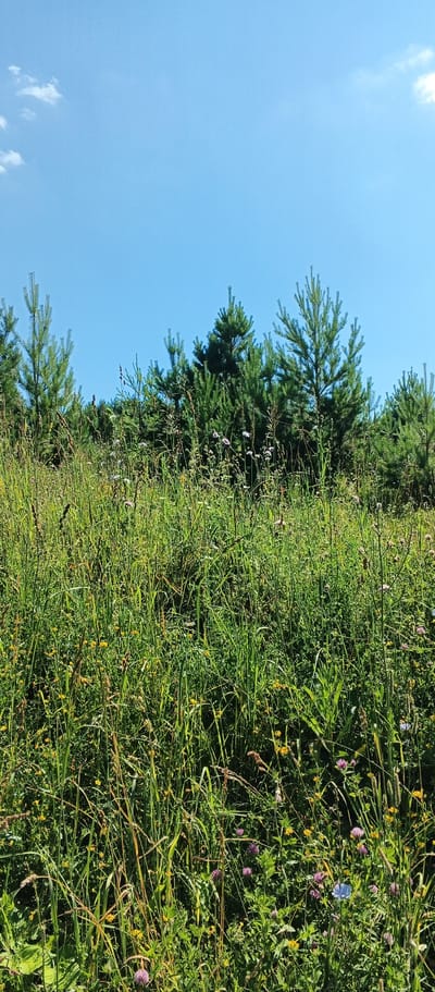 A vertical, eye-level, outdoor, daylight shot captures a meadow with young pine trees on a slight incline under a clear blue sky. The foreground is dominated by lush, green grass, wildflowers, and some dry stalks. The grass varies in height, with some reaching higher than others, creating a textured look. Small yellow and purple flowers are scattered throughout the meadow, along with some clover. Behind the meadow, a line of young pine trees stands tall, their green needles sharp against the sky. A few wispy white clouds are visible in the upper portion of the sky. The scene appears to be located in Podgornoe, Russia, given the context. There are no people or animals visible in the image.