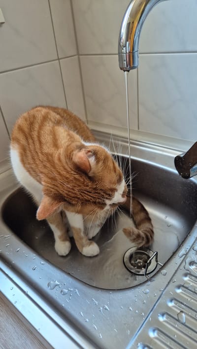 A ginger and white cat is drinking water from a faucet in a stainless steel sink. The faucet is partially visible at the top right, with a stream of water flowing into the sink. The cat is positioned in the center of the sink, bending its head down to drink. Its body is mostly orange with white markings on its chest and paws. The sink is wet, with several water droplets visible on its surface. The background consists of light-colored tiles. The image appears to be taken in a domestic setting, likely a kitchen or bathroom. There is no indication of the location being in Miltenberg, Germany.