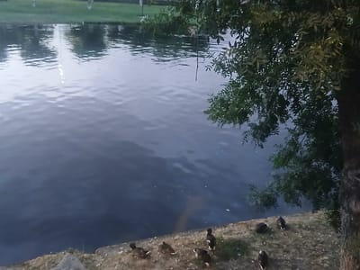 The image depicts a tranquil scene at a body of water, likely a lake or river, in Navaluenga, Spain. Several ducks are present on the grassy bank along the water's edge. A large tree with dense foliage is visible on the right side of the frame, casting shadows over the scene. The water reflects the surrounding environment, including the sky and trees, creating a serene and natural ambiance.