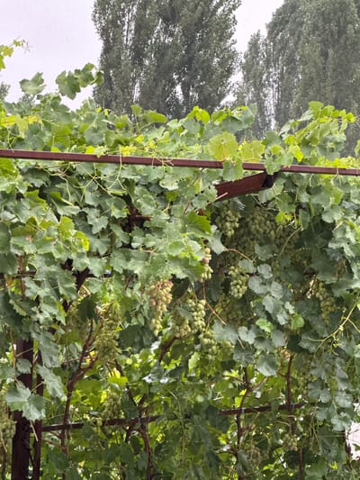 The image shows a close-up view of a grape vine with numerous clusters of unripe green grapes hanging from it. The vine is supported by a reddish-brown metal structure, and its leaves are a vibrant green, some appearing wet, suggesting recent rain. In the background, tall, dark green trees are visible against a pale, overcast sky. The scene appears to be in an outdoor setting, possibly a garden or vineyard, and could be located in the city of Beshtal, Uzbekistan, given the mention of this location. There are no people or animals present in the image.
