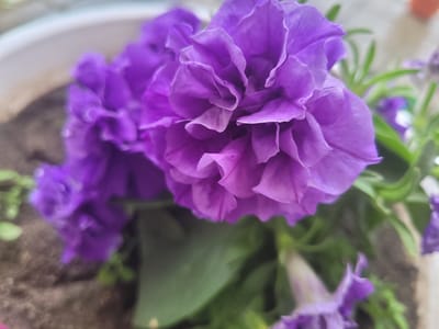 A close-up shot focuses on a cluster of vibrant purple petunia flowers, with their ruffled petals filling the majority of the frame. The flowers are densely packed, creating a rich texture of overlapping layers. The lighting appears to be natural daylight, highlighting the delicate veins and soft edges of the petals. The background is blurred, suggesting a shallow depth of field, with hints of green foliage and the rough texture of soil in a pot. The overall impression is one of natural beauty and vibrant floral display. There is no visible text. The context of Orsha, Belarus, provides a geographical location for the image.