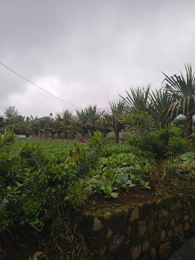 A line of palm trees divides a cloudy sky and a lush green landscape. A stone wall covered in moss is on the right. Various plants and vegetation fill the lower right side. A power line stretches across the cloudy sky. The overall impression is of a natural, somewhat overgrown scene on a cloudy day.